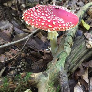 Fly Agaric