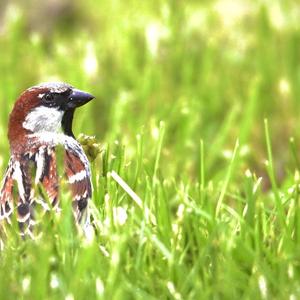 House Sparrow