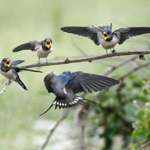 Barn Swallow