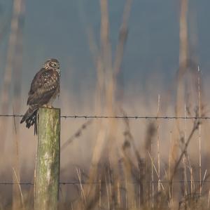 Western Marsh-harrier