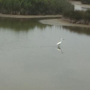 Little Egret