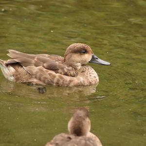 Marbled Teal