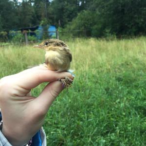 Marsh Warbler