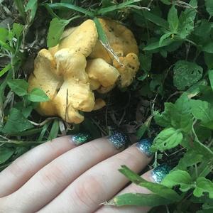 Chanterelle, Common