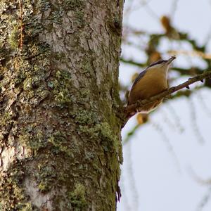 Wood Nuthatch