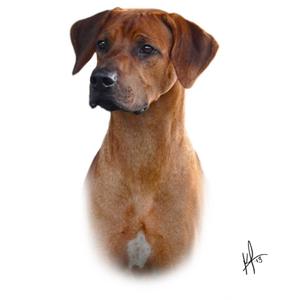 Rhodesian Ridgeback