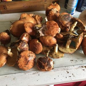 Unknown Species