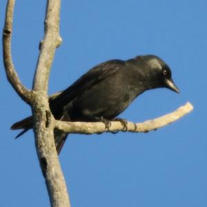 Eurasian Jackdaw