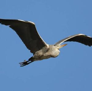 Grey Heron