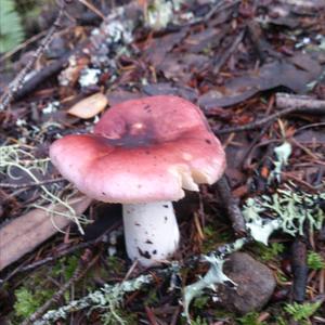 Emetic Russula