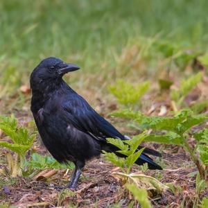 Carrion Crow