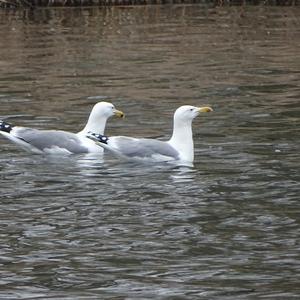 Herring Gull