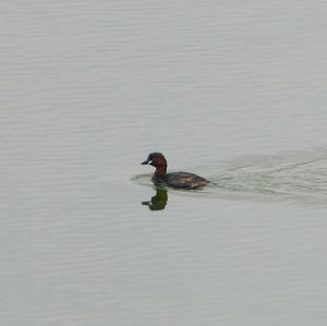 Little Grebe