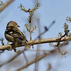 Eurasian Chaffinch