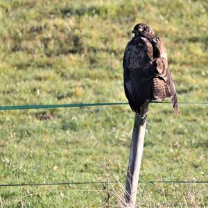 Mäusebussard