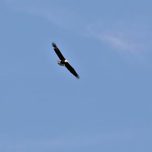 Weißkopfseeadler