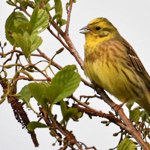 Yellowhammer