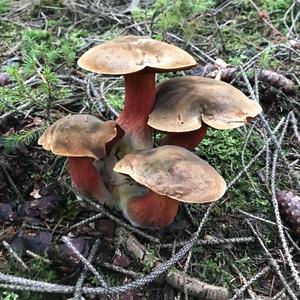 Dotted-stem Bolete