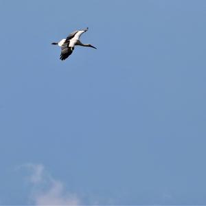 White Stork