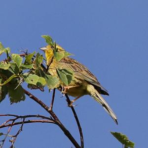 Yellowhammer