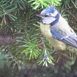 Blue Tit