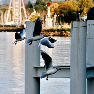 Black-headed Gull