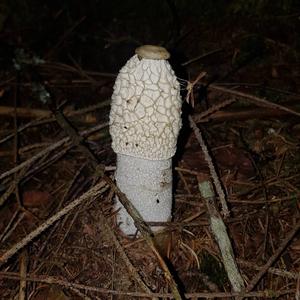 Stinkhorn, Common