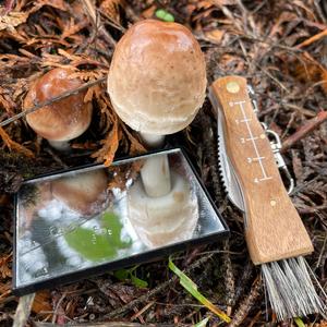 Shaggy Parasol