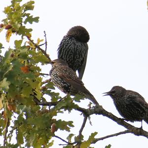 Common Starling