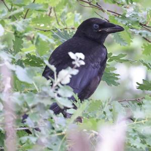 Carrion Crow