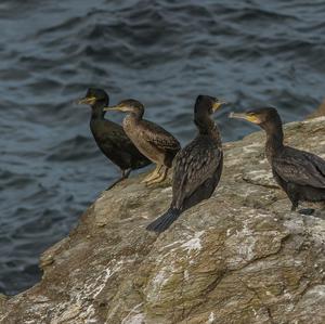 European Shag