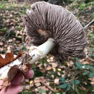 Yellow-foot Agaric