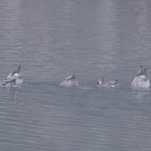 Common Teal