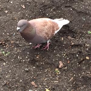 Rock Pigeon