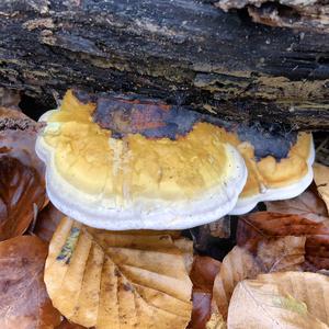 Red-belted Polypore