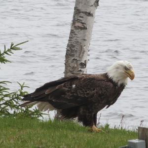 Weißkopfseeadler