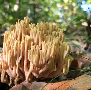 Straight-branched Coral