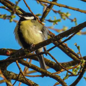 Great Tit