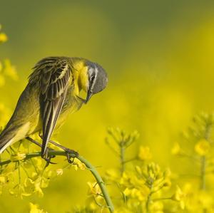 Yellow Wagtail