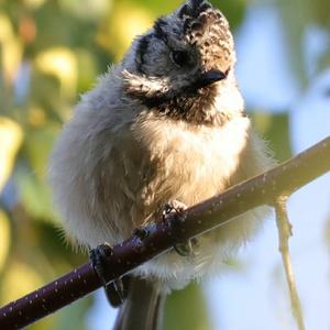 Crested Tit