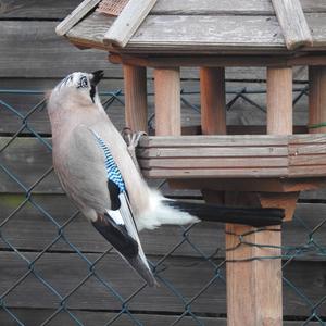 Eurasian Jay