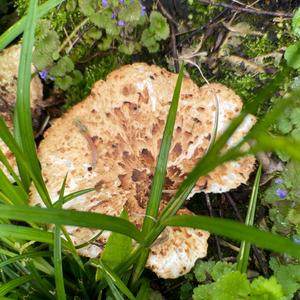 Dryad`s Saddle