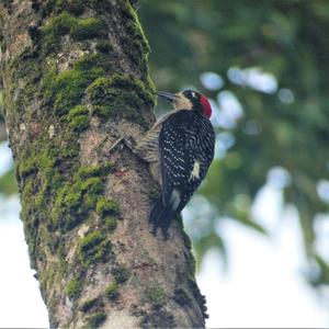 Black-cheeked Woodpecker