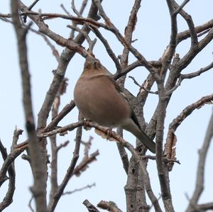 Eurasian Chaffinch