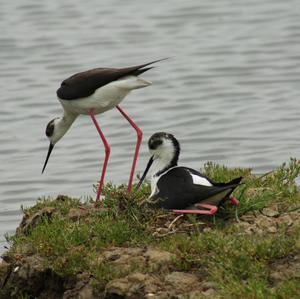 Stelzenläufer