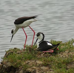 Black-winged Stilt