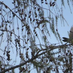 Grey-faced Woodpecker