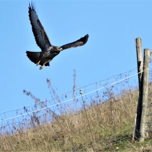 Mäusebussard