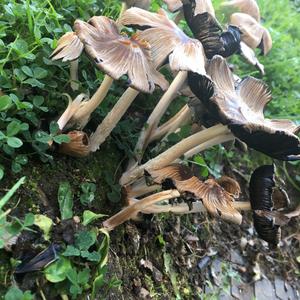 Coprinus auricomus