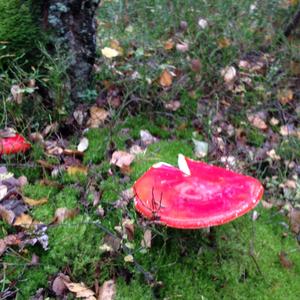 Fly Agaric